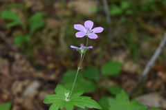 Geranium maximowiczii