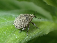 Acanthoscelidius acephalus