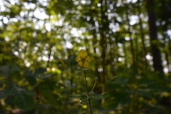 Lysimachia tonsa