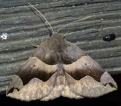 Gondysia