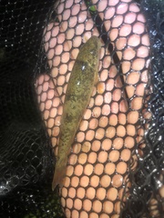 Pantosteus platyrhynchus