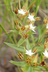 Crassula pellucida brachypetala