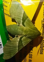 Proserpinus terlooii