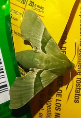 Proserpinus terlooii