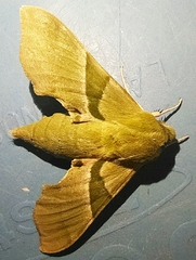 Proserpinus terlooii