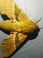 Proserpinus terlooii