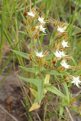 Crassula pellucida brachypetala