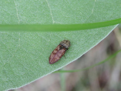 Prosternon bombycinum
