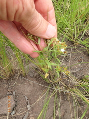 Crassula pellucida brachypetala
