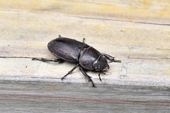 Dorcus brevis
