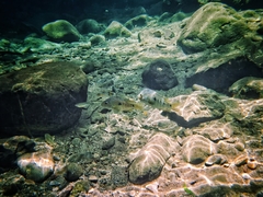 Herichthys carpintis