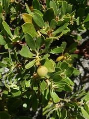 Arctostaphylos nevadensis