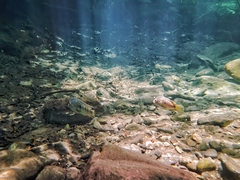 Herichthys carpintis