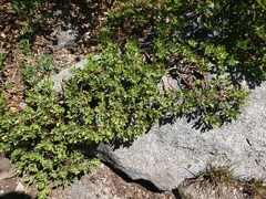 Arctostaphylos nevadensis