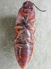 Sericus incongruus