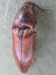 Sericus incongruus