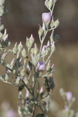 Malacothamnus niveus