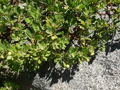 Arctostaphylos nevadensis