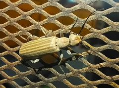 Epicauta tenuilineata