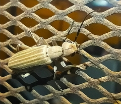 Epicauta tenuilineata