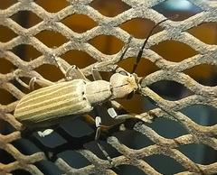 Epicauta tenuilineata