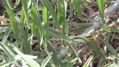 Lepidoptera