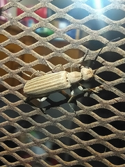Epicauta tenuilineata