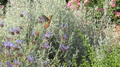 Selasphorus sasin