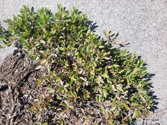 Arctostaphylos nevadensis