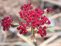 Pseudocymopterus