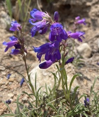 Penstemon hallii