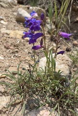 Penstemon hallii