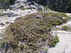 Arctostaphylos nevadensis
