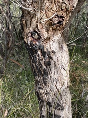Angophora crassifolia