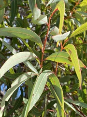 Angophora crassifolia