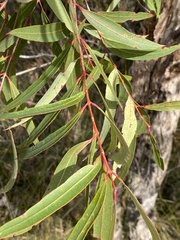 Angophora crassifolia
