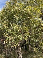 Angophora crassifolia