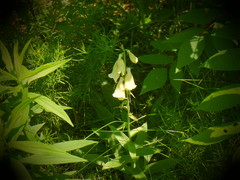 Digitalis grandiflora