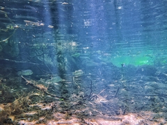 Herichthys carpintis