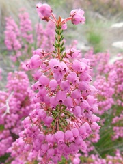 Erica lateralis