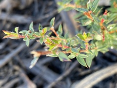 Leptospermum squarrosum