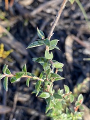 Leptospermum squarrosum