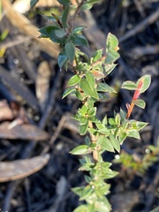 Leptospermum squarrosum