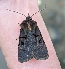 Chersotis juncta