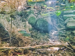 Herichthys carpintis