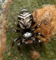 Zenodorus metallescens