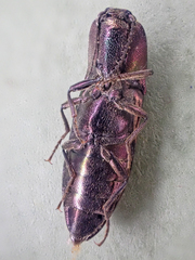 Nitidolimonius resplendens