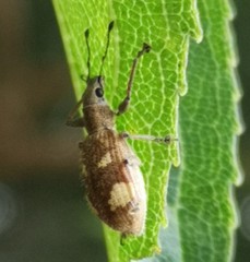 Mimographus