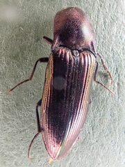 Nitidolimonius resplendens