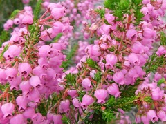 Erica lateralis